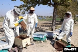 Efforts to boost Afghanistan’s beekeeping trade have largely succeeded, with thousands of hives churning out honey today. But sometimes success stings.