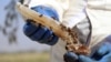 An Afghan beekeeper works at a farm in Kandahar in October. 