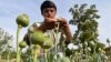 An Afghan farmer harvests opium sap from a poppy field in the Fayzabad district of Badakhshan Province in May.