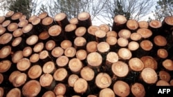  The report says the timber marked as Kazakh or Kyrgyz is, in fact, from Russia and Belarus. (illustrative photo)