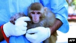 A scientist holds a live monkey ahead of the announcement via Iranian news agencies that scientists there had returned a monkey alive after it traveled in a capsule to an altitude of 120 kilometers for a suborbital flight on January 28.