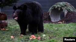 Yampil gets used to his new home at the Five Sisters Zoo near Edinburgh.