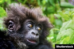 A fluffy-furred young mountain gorilla in Rwanda’s Volcanoes National Park. Photo by Shutterstock