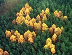 A forest swastika near Berlin, photographed in 2000.