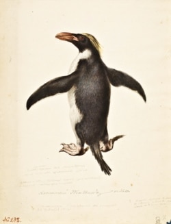 A southern rockhopper penguin