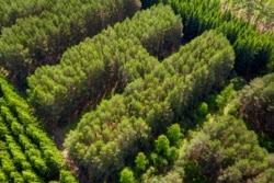 A detail of the vast letters of the forest. Stepanov shared the photographs on his social-media accounts on June 15.