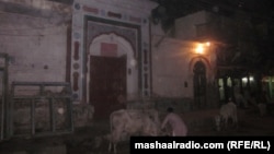 A Hindu man feeds a cow in Pakistan on the eve of a religious holiday.