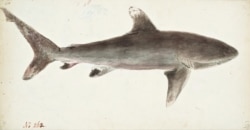 A bronze whaler shark, common in New Zealand waters. The species, known for its coppery coloring, sometimes attack people.