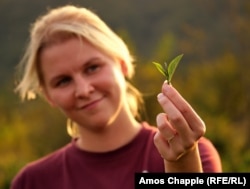 Saak with two leaves and a bud that is considered the optimal part of the tea bush to pluck.