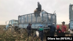 Мақта терімінде жұмыс істеп жүрген адамдар. Түркістан облысы, 29 қыркүйек 2020 жыл.