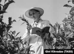 Soviet geneticist Kseniya Bakhtadze on a tea plantation in Georgia in 1967.