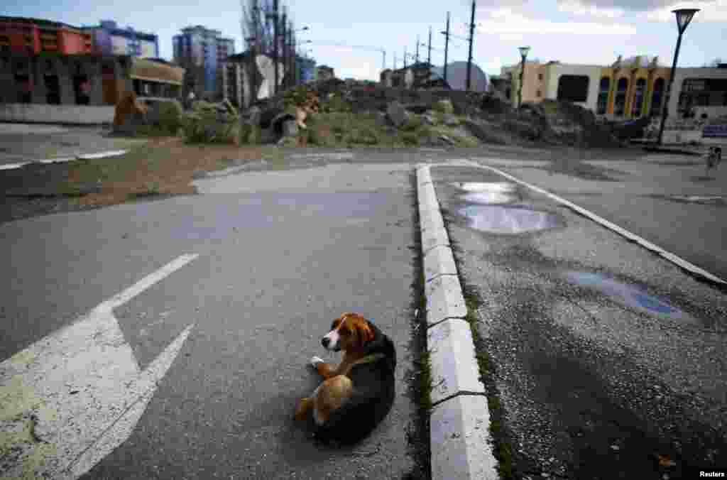 A dog lies near the barricade on the main bridge.