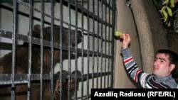 A caged bear in Azerbaijan's Shamakhi district