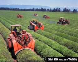 Soviet tea harvesters in the western Georgian village of Khutsubani in 1970.