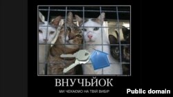 Cat images have proliferated on image boards and social networks in support of the opposition.