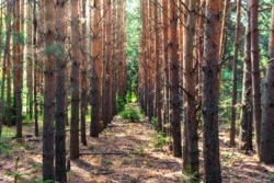 A ground-level view of the "Lenin" forest. Stepanov says, “From the ground it was like a walk through an ordinary forest, but one planted by man. All of the trees are planted in a straight line.”