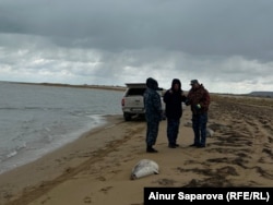 Балық қорғау инспекторлары теңіз жағасына шығып қалған итбалық өлекселерін жинап жүр. Маңғыстау облысы Түпқараған ауданы Баутин ауылы, 6 қараша, 2024 жыл.