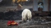 A picture taken from on board a firefighting aircraft shows a forest fire in the Krasnoyarsk Krai, Siberia, on July 30.