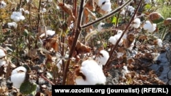 Uzbekistan - cotton harvest in Samarkand region, 19 September 2015