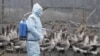 Authorities, Crimean Villagers Worry That Bird Flu Is Spreading