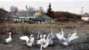 Bird Flu Sparks Mixed Reactions