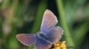 A male Madeleinea koa butterfly, found in the Andes. According to new research, the ancestors of this species colonized the Americas through Asia 11 million years ago. (photo by Roger Vila)