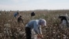 Recent complaints from hundreds of Uzbeks around the country indicate that forced labor is continuing in Uzbekistan’s cotton sector. (file photo)