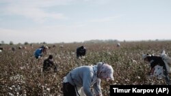 Тошкент вилоятидаги теримчилар - 18 октябрь, 2018